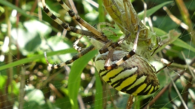 Wespenspinne (Argiope bruennichi)_1